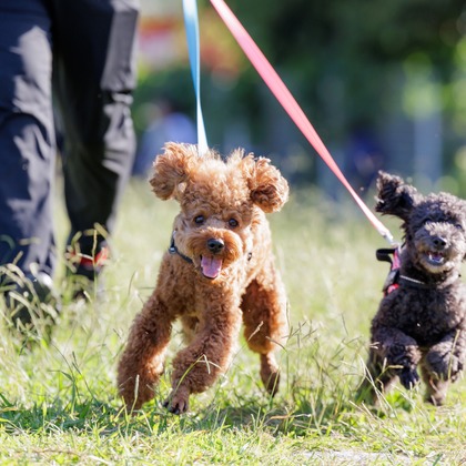 内田　雄一が撮影した「DOGイベントでの撮影」の写真