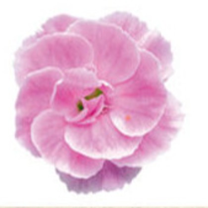 有限会社　澤田スタジオが撮影した「:albumName」の写真