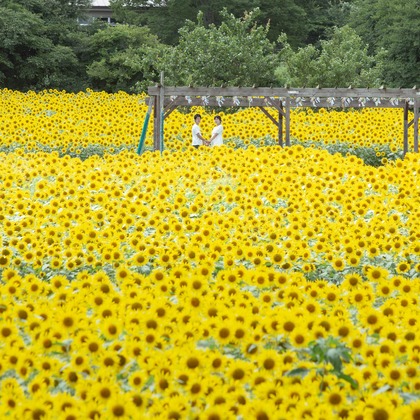 おくやま映像Laboが撮影した「:albumName」の写真
