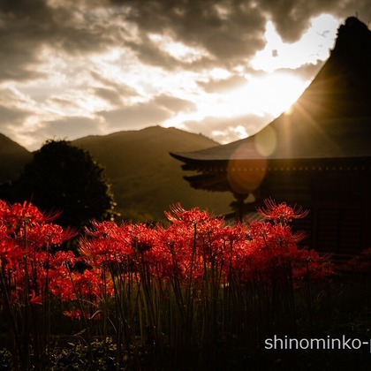 しのみんこフォトが撮影したその他の写真