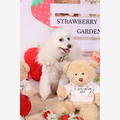 WithshopJapanが撮影した「ペット撮影」の写真