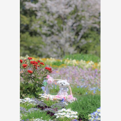 高橋 透（Coo&Sea STUDIO代表）が出張撮影したジギタリス, ルパン, マルタ語などが写った「大花壇de撮影会／春＠横浜」の家族写真