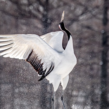 高木勇斗が撮影した「:albumName」の写真