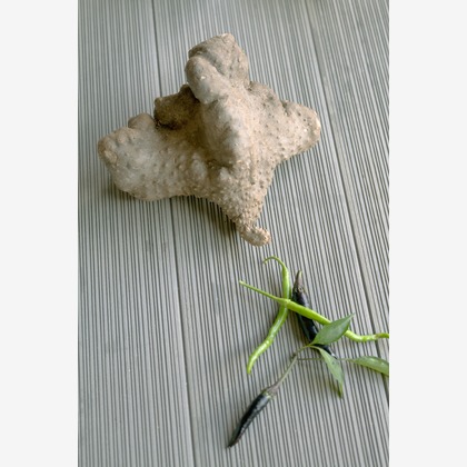 合同会社ENLIGHTENMENTが撮影した料理撮影/商品/物撮りの写真