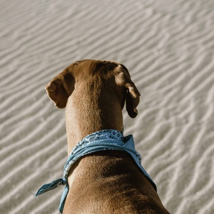 dillphotodelicが撮影した「:albumName」の写真