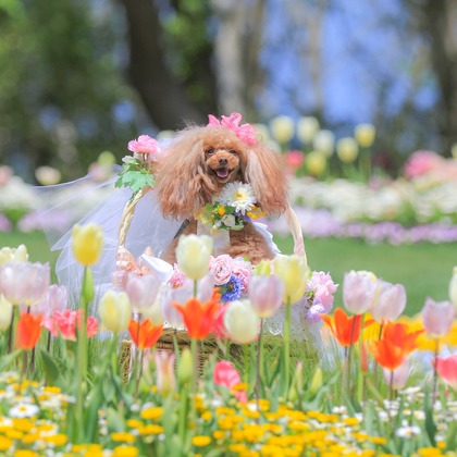 高橋 透（Coo&Sea STUDIO代表）が出張撮影したジギタリス, ルパン, マルタ語などが写った「大花壇de撮影会／春＠横浜」の家族写真