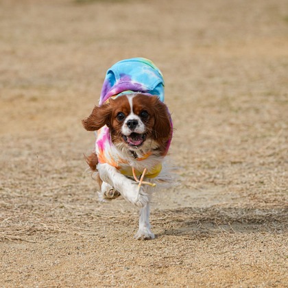河野慈圓が撮影した「ペット撮影」の写真