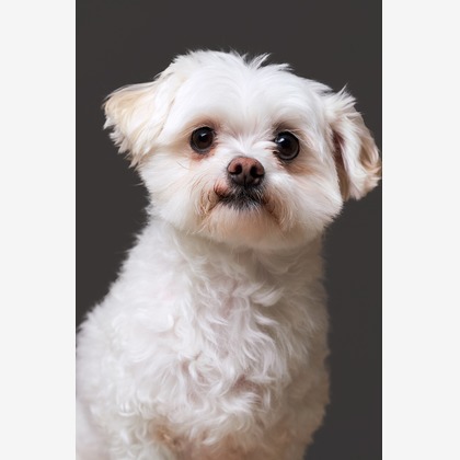 森田寫眞館が撮影した「:albumName」の写真