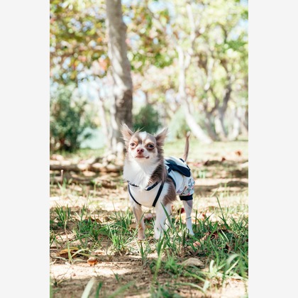 ポートレート沖縄が撮影した「:albumName」の写真