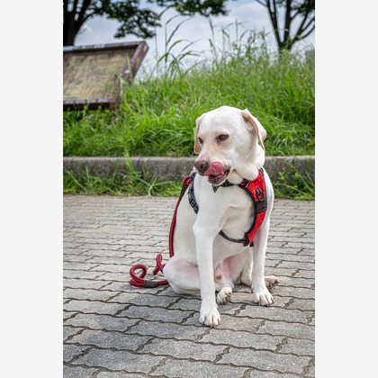 吉田佳央が撮影した「:albumName」の写真