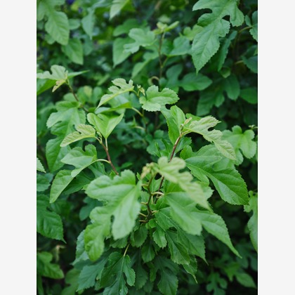 内山慎也が撮影した商品/物撮りの写真