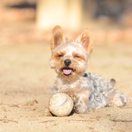 大熊和輝が撮影したウェディングや家族、ビジネスの写真