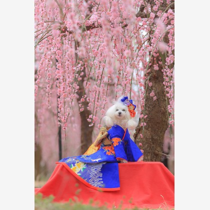 高橋 透（Coo&Sea STUDIO代表）が撮影した「:albumName」の写真