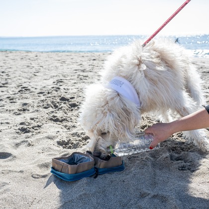吉田佳央が撮影した「DOG SHOOTING」の写真