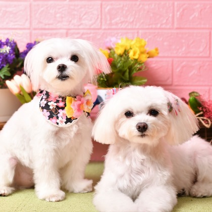 Photo la feliceが撮影した「:albumName」の写真