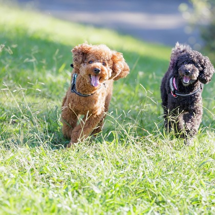 内田　雄一が撮影した「DOGイベントでの撮影」の写真