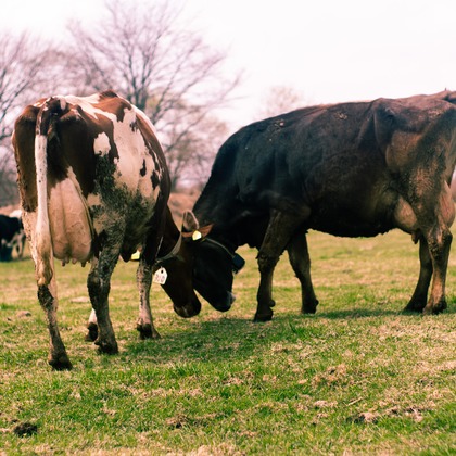 神部葵が撮影したイベント/スナップ撮影の写真