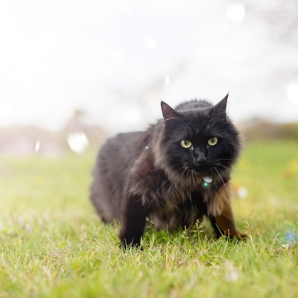 写楽堂が撮影したその他の写真