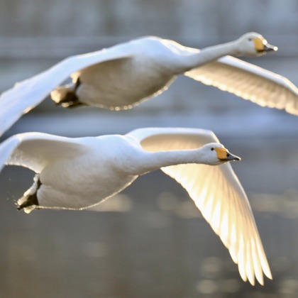 TATEZOUが撮影したイベント/スナップ撮影/人物撮影の写真