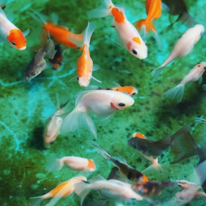 ONECHAPが撮影した家族写真の出張撮影の写真