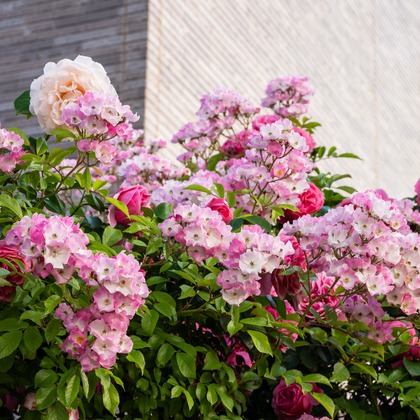 オフィス 芦野が撮影したウェディングや家族、ビジネスの写真