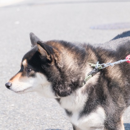 高夏写真店が出張撮影した「家族写真の撮影」の家族写真