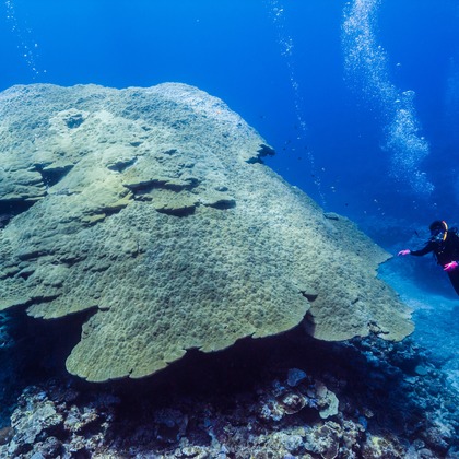 リトルダイナソーが撮影したその他の写真