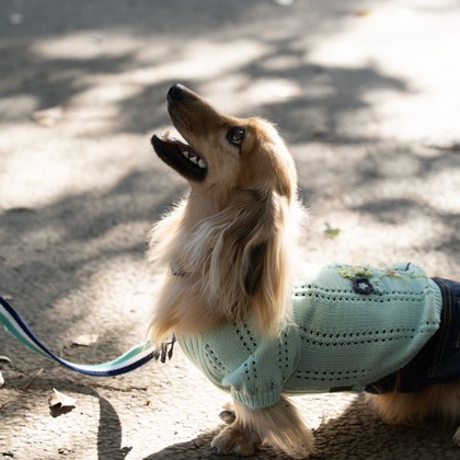 千葉が撮影した「ペット撮影」の写真