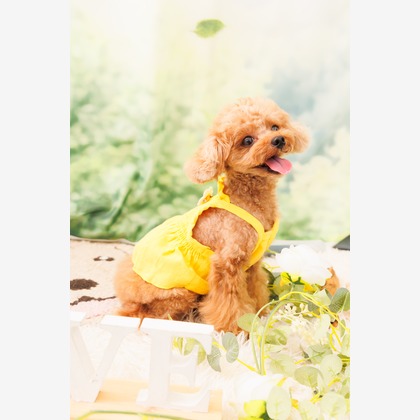 世登理恵が撮影したウェディングや家族、ビジネスの写真