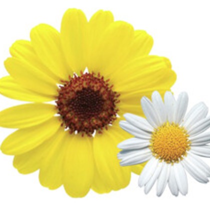 有限会社　澤田スタジオが撮影した「:albumName」の写真