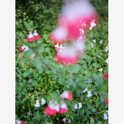 内山慎也が撮影した商品/物撮りの写真