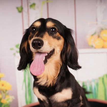 スタジオ　まるが撮影した「:albumName」の写真