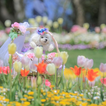 高橋 透（Coo&Sea STUDIO代表）が出張撮影したジギタリス, ルパン, マルタ語などが写った「大花壇de撮影会／春＠横浜」の家族写真