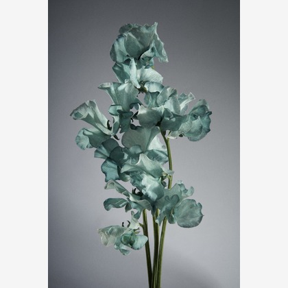 Nishizawa Yamatoが撮影した料理撮影/商品/物撮りの写真