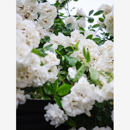 内山慎也が撮影した商品/物撮りの写真