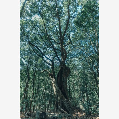 studio cactusが撮影した商品/物撮りの写真