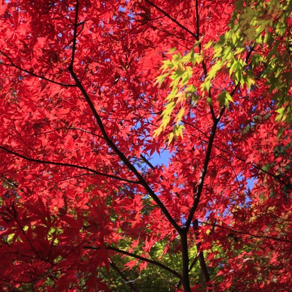 写真屋gonree　阿波根里恵が撮影した旅行先の記念撮影の写真
