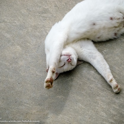 Katsuhiko Suzukiが撮影した「:albumName」の写真