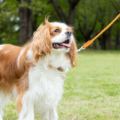 大森光太郎・K-PHOTOが出張撮影した犬の敏捷性, 犬の供給, 子鹿などが写った「ペット撮影」の家族写真