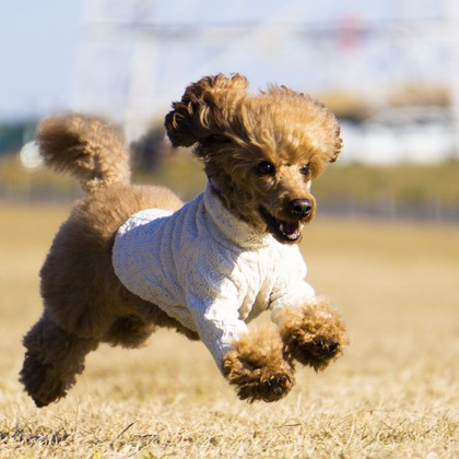 フォトグラフ山王が撮影した「:albumName」の写真