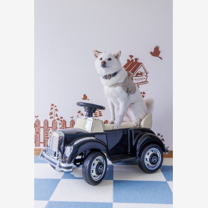 猫田晃広が撮影したその他の写真