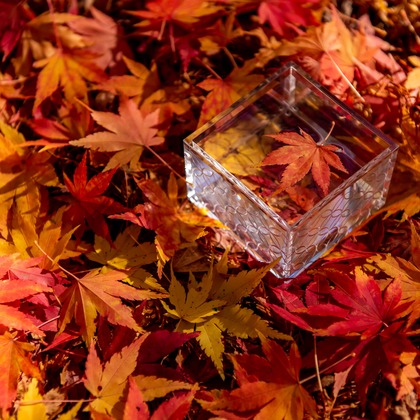 maruが撮影した「:albumName」の写真