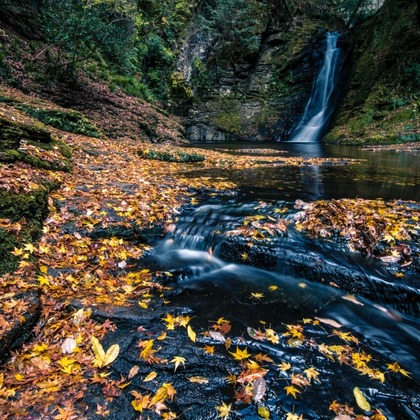 リトルダイナソーが撮影したその他/イベント/スナップ撮影の写真