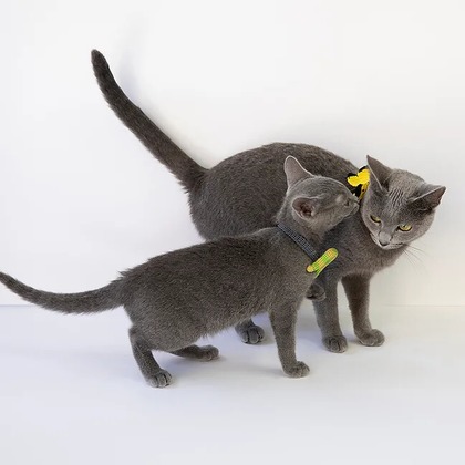 白井由香里写真事務所が撮影した「:albumName」の写真