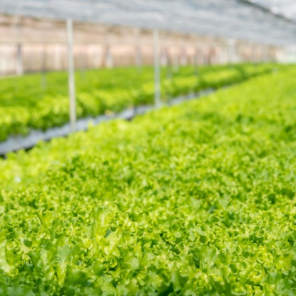 早川麗華が撮影した「企業向け/HP・広告使用写真」の写真