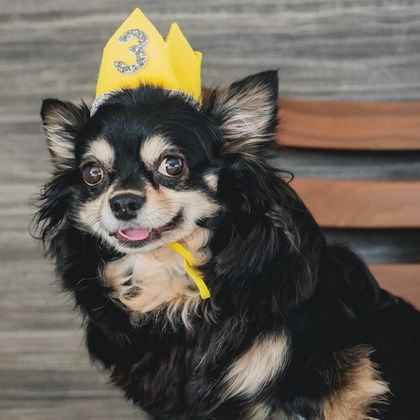 Tajimaが撮影した「ペット」の写真