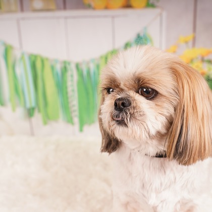 スタジオ　まるが撮影した「:albumName」の写真