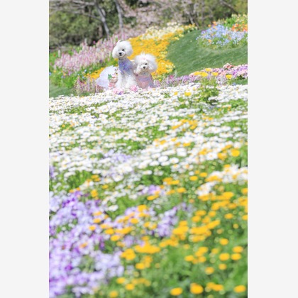 高橋 透（Coo&Sea STUDIO代表）が出張撮影したジギタリス, ルパン, マルタ語などが写った「大花壇de撮影会／春＠横浜」の家族写真