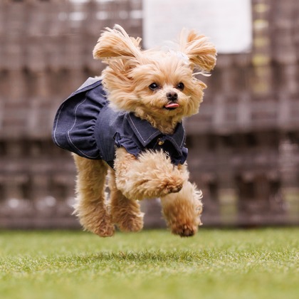猫田晃広が撮影したその他の写真