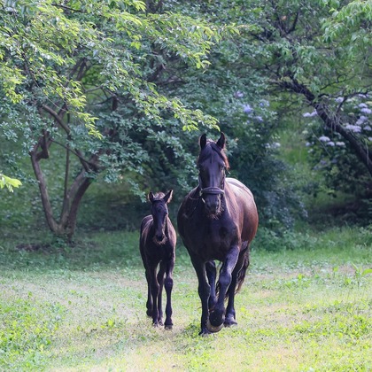株式会社Neo-Smile 「locationbreeze」高橋 徹が出張撮影した「ペット動物など」の家族写真